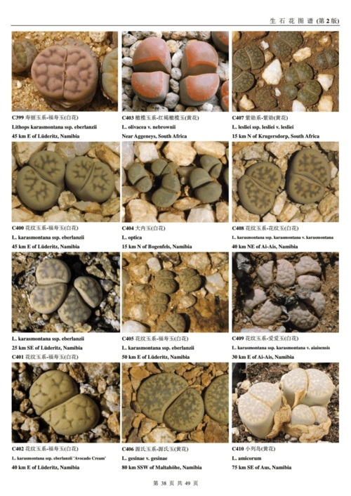 第38页 (共49页,当前第38页) 你可能喜欢 生石花品种 生态图谱 生石花