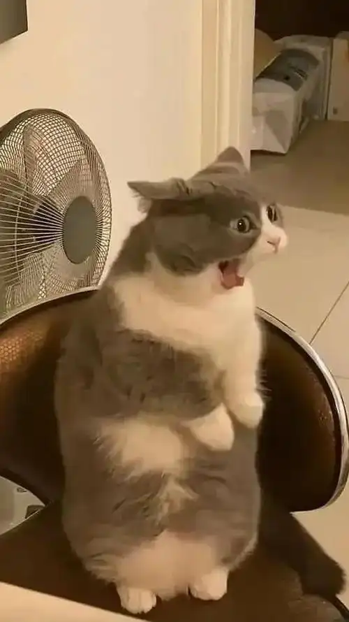 猫蛋蛋怎么长胡歌脸上了?