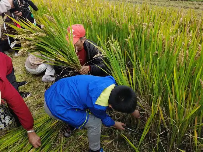 体验农事农活,感受丰收喜悦,泗泾镇第三届农耕文化节举行