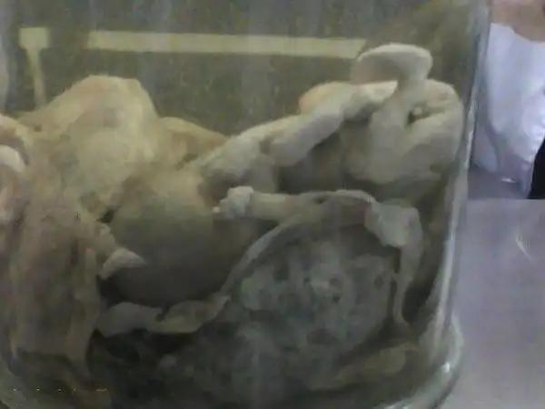 实拍医学院的婴儿标本献身医学研究怪异组图