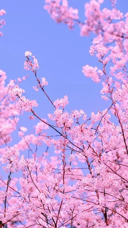 分享一组樱花壁纸希望大家喜欢