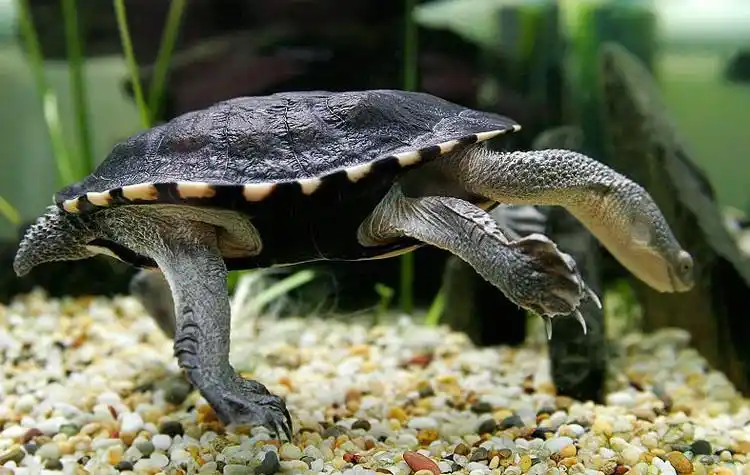 陆龟隆背成因的拓展