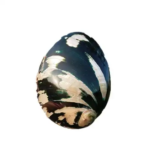 天然黑金鲍鱼壳鱼标本造景装饰品拍摄道具家居海螺