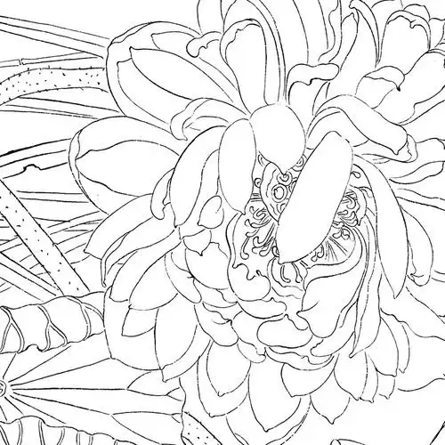 工笔画文字有步骤花鸟冬冬杨冬冬白描打印稿白纸勾线国画