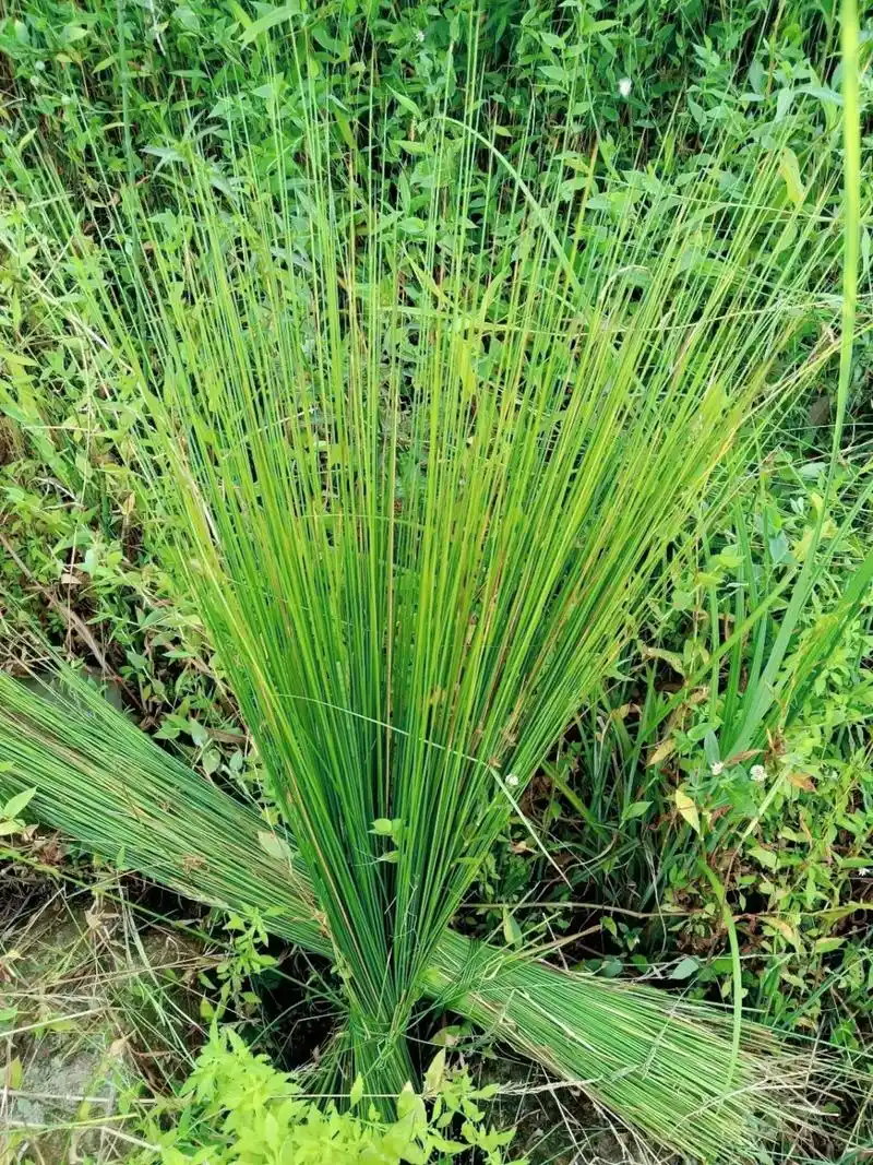 朋友们这就是灯心草了!之前有很多朋友都说不认识.#大自然的馈赠