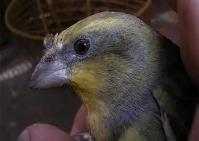 挑选麻料公母的方法和经验原创