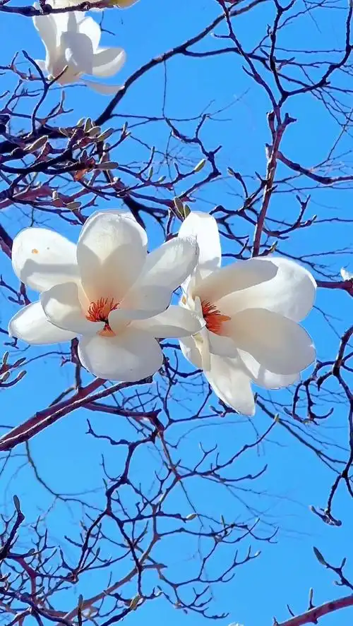 春天最美的风景,是一树一树的花开.
