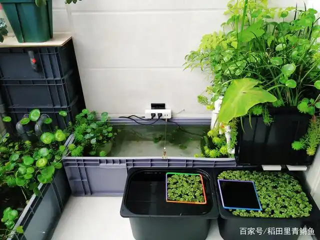 观背青鳉 关于饲养容器和沼泽过滤