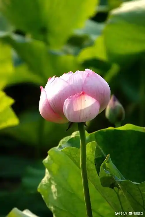 大明湖的"金陵彩虹"荷花开啦!