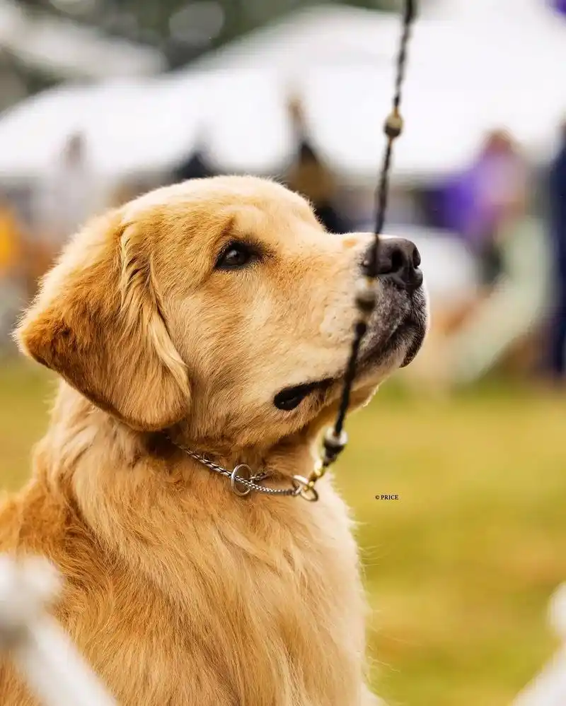 2022西敏寺金毛 视觉盛宴,感受一下国外摄影师镜头下的金毛 - 抖音