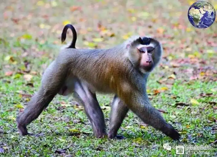 喜欢掏鸟窝的奇怪猴子长着像猪一样的短尾巴