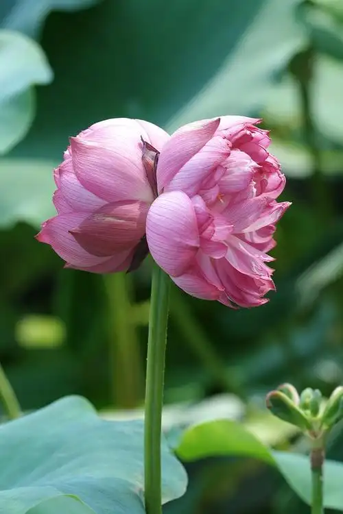 珍稀品种并蒂莲