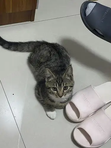 这是一只蓝猫和橘猫的串串