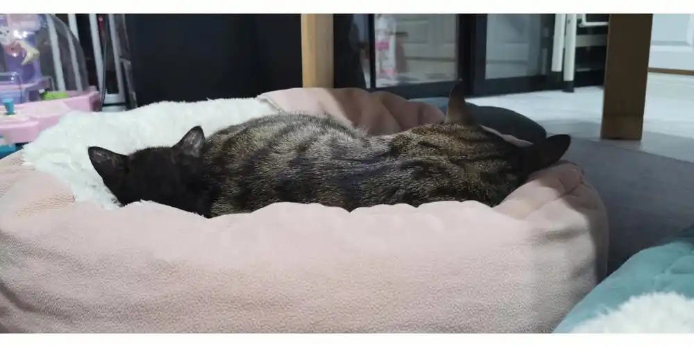 奶猫vs13斤的胡巴哥哥胡巴哥哥带娃真的是没话说,前脚被他们妈妈揍完