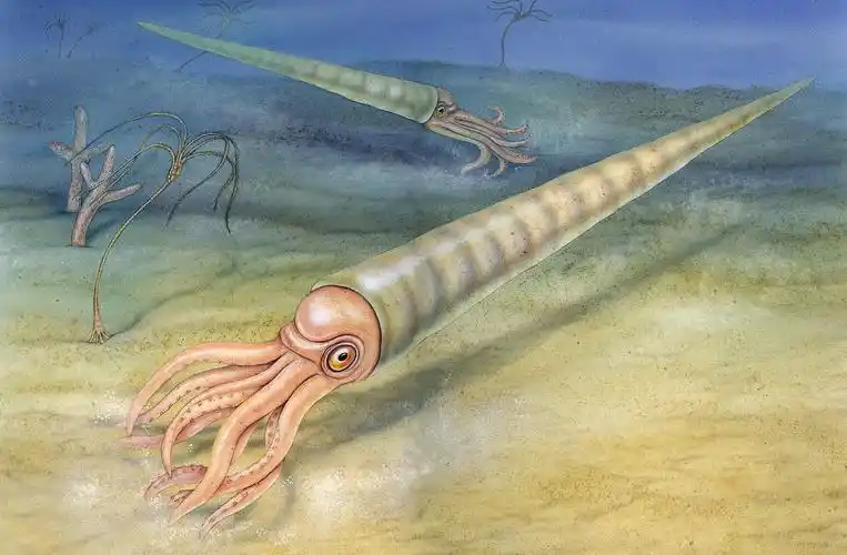 直壳鹦鹉螺(其他生物相关)直壳鹦鹉螺是在奥陶纪晚期到寒武纪大爆炸的