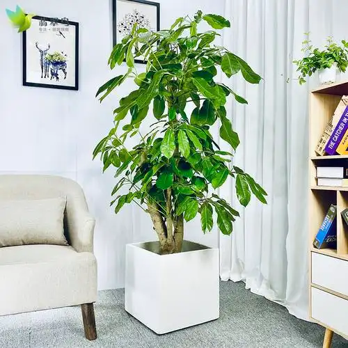 摇钱树盆栽又称大叶招财植物年宵花卉室内办公室大型绿植