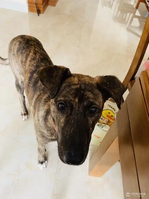 寻狗启示虎斑公