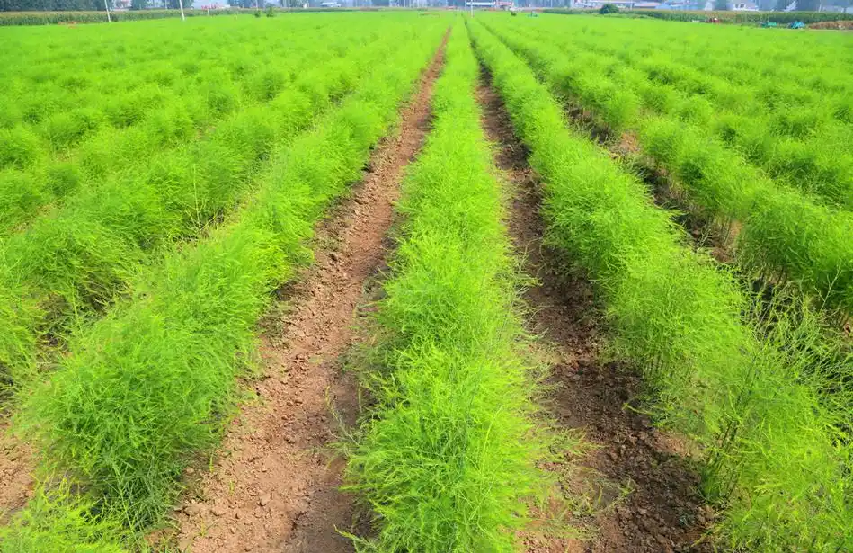 "芦笋种植后,第一年每亩收益3000元左右,三年后收入可在万元以上.