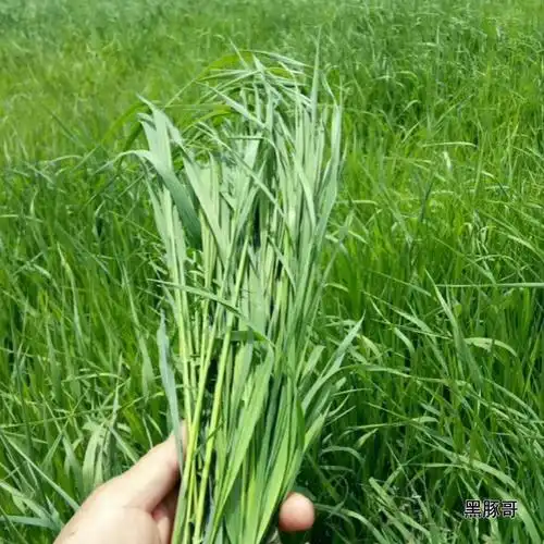 新鲜南提摩西鲜草现割半斤比提干草豚鼠猪兔兔兔干草