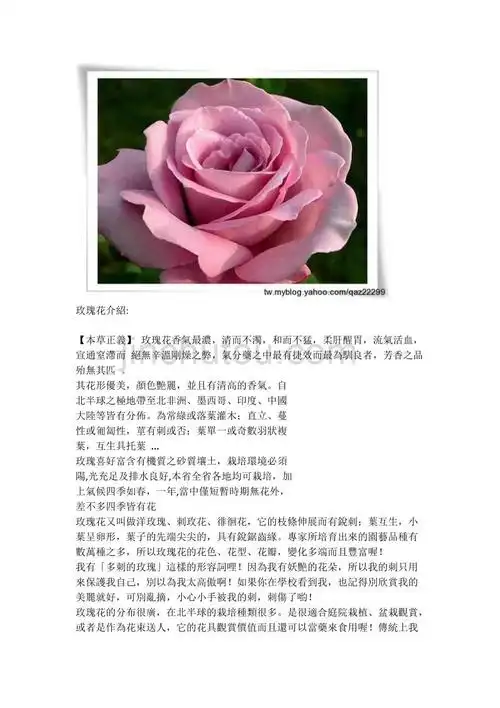 关於玫瑰花的种类及其意义