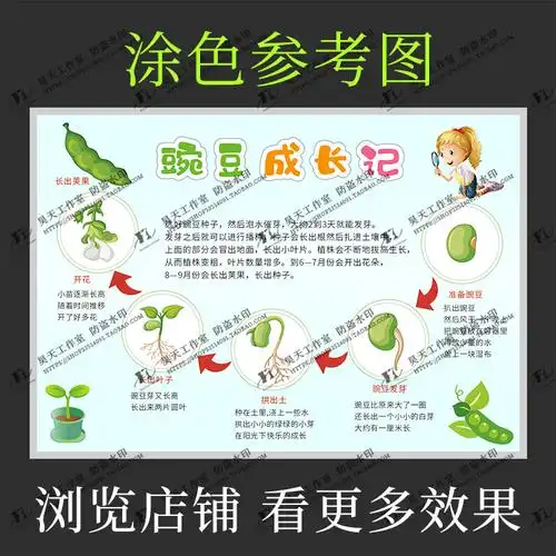 豌豆植物成长记录观察日记黑白描图涂色电子小报其它设计服务
