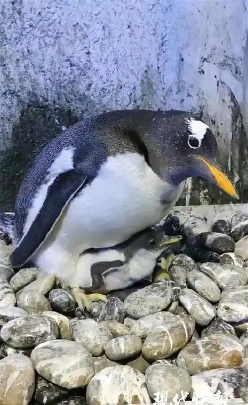 企鹅孵化采用夫妻轮岗制,爸爸妈妈分别孵化12小时.