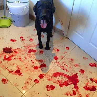 主人开门入眼满地鲜血,愤怒准备去教训两狗,下一刻却心疼坏了