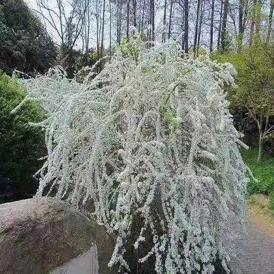 雪柳 干枝雪柳 珍珠绣线菊 雪柳枝条 喷雪花 珍珠绣线菊雪柳 批