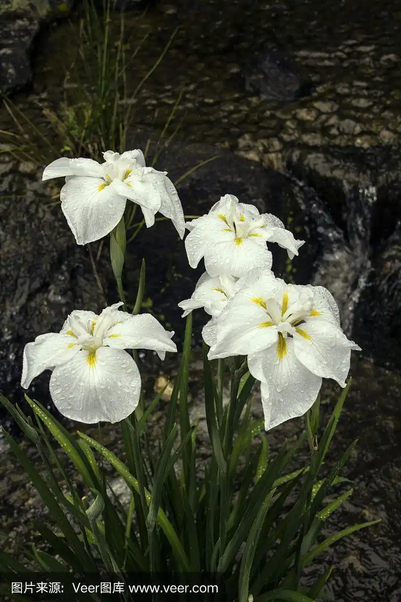 日本白鸢尾特写