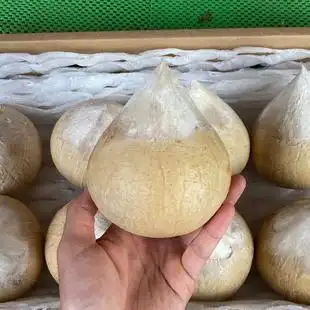 【海南文昌小珍珠奶香椰子5个装】真的好好喝的品种 非常非常推荐