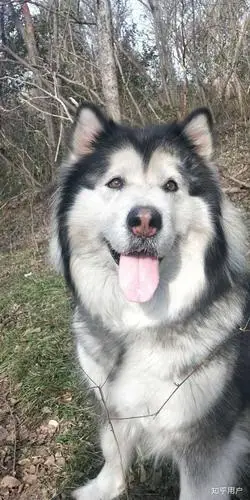 大型犬可以可爱到什么程度? - 知乎