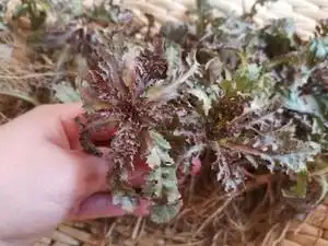 下单现挖新鲜野生大叶苦菜苦菜子苦麻菜粗根曲麻子食用苦碟子野菜