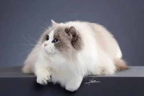 布偶猫amyworks,拍摄于四川成都