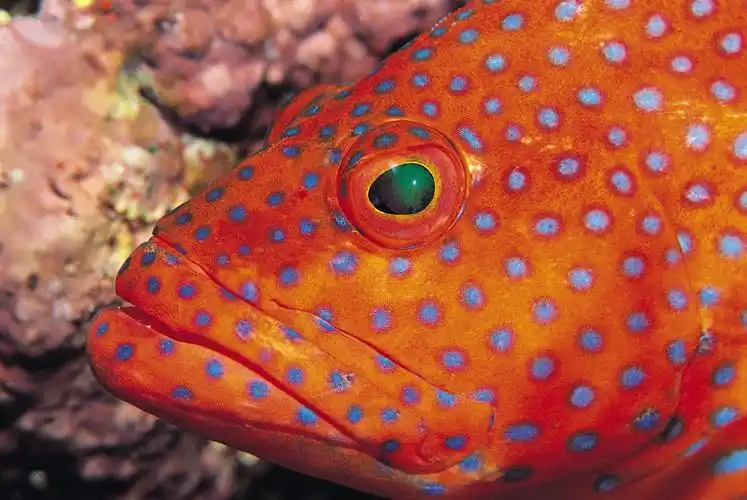 深海鱼类[100p]|『图音画坊』 - 闪电联盟软件论坛-破解论坛-绿色软件