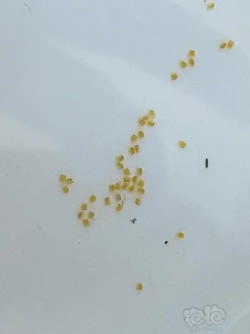 虾卵怎么孵化啊?