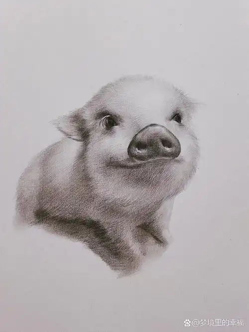 猪🐷—素描绘画步骤