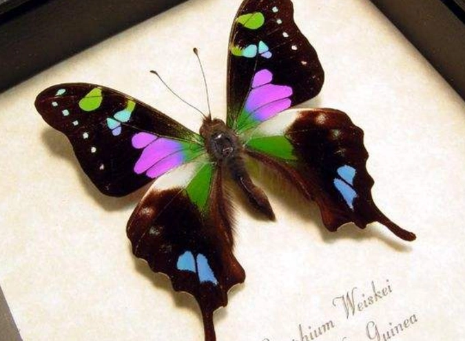 美到极致的紫玫瑰凤蝶,已经无法用语言形容