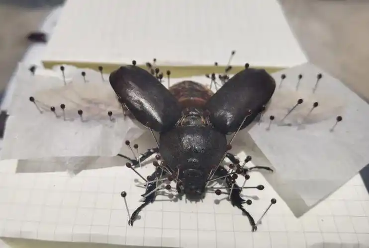 一只母独角仙标本