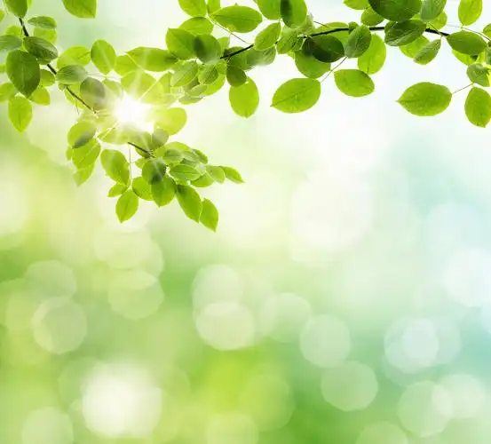 阳光照耀的天然绿色背景