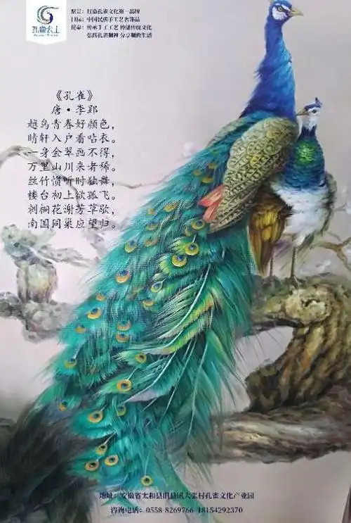 雀之翎 春游孔雀园