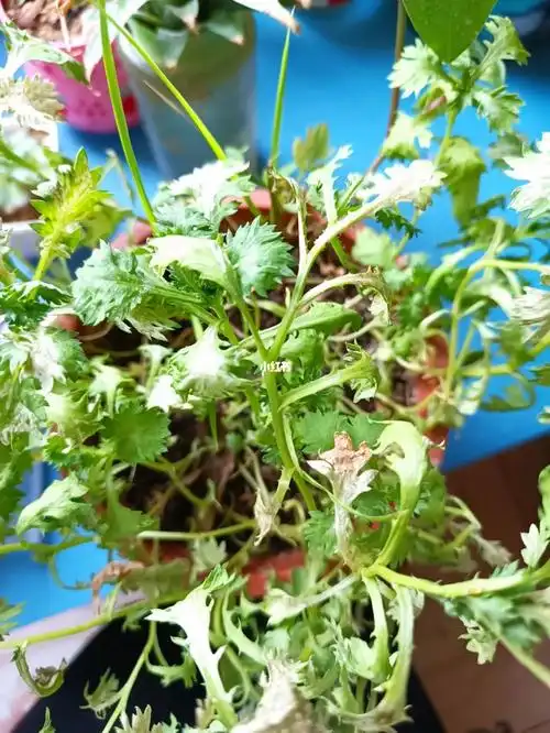 白晶菊怎么治疗潜叶蝇呀