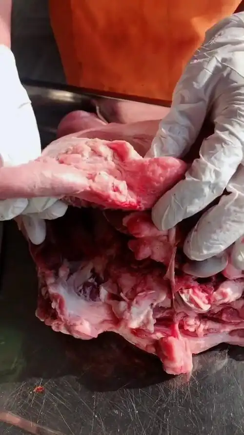 猪的淋巴结分别长在什么位置图片