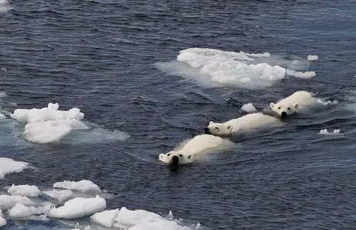 这些北极熊正在寒冷的北冰洋中快乐遨游,证明它们都是游泳健将.