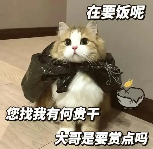💸老公,我的钱包空了!😿