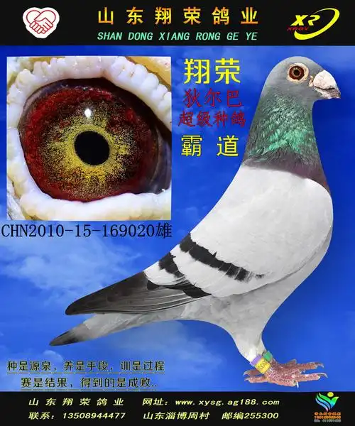 狄尔巴_山东翔荣鸽业_ ag188.com爱鸽商城_中国信鸽信息网