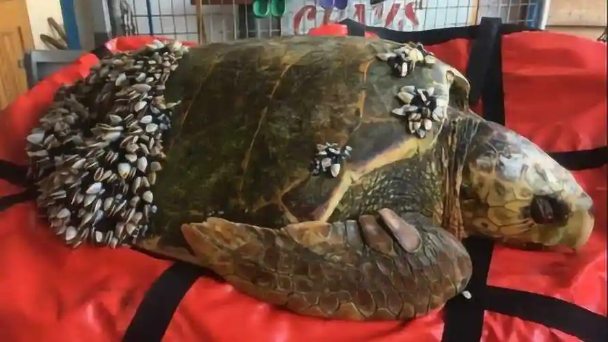 海龟身上全部都是寄生的藤壶医生一个一个清理干净太爽了