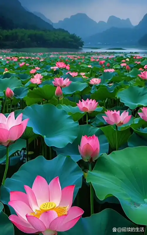 公园内的池塘里开满了荷花,荷花漂亮极了,我忍不住走到池塘边的荷花闻