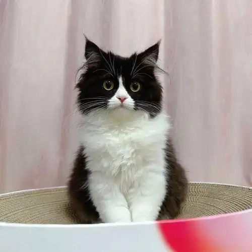 爱爱刚接到这个高地小可爱时,天天嫌弃,毕竟对布偶抱有幻想哈哈哈哈