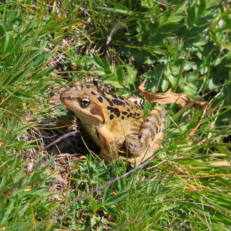青蛙,一只普通青蛙中的高山湖泊.