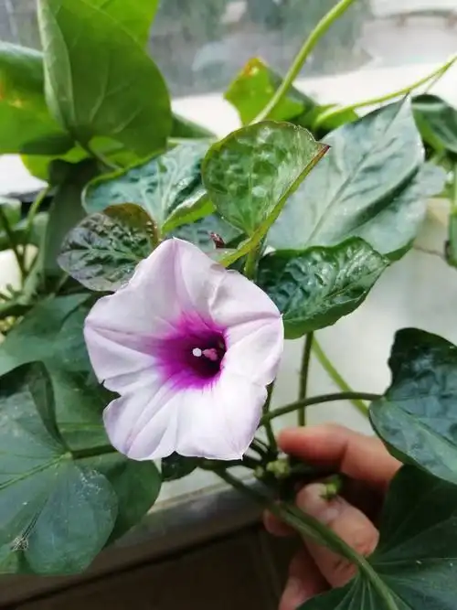 我的红薯开花了